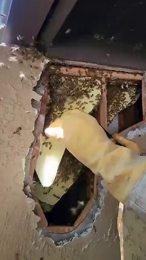 60k ✨️spicy bees✨️ in a stucco wall and a very elusive queen! You can watch the entire rescue here: https://t.snapchat.com/DNVVV0yM #savethebees #bees #construction #contractor #bugs #animals #nature #wildlife | Mr. Mrs. Bee Rescue