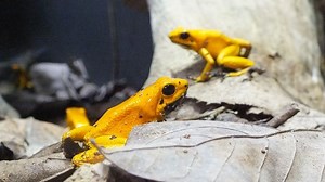 How Many Dart Frogs Can Live Together?