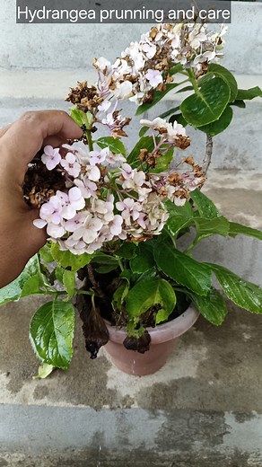 Hydrangea prunning and care 🌿 #hydrangea #gardening #garden #plants #reels #trendingreel #plantsreels #viralpost2025 | Gardening Ideas