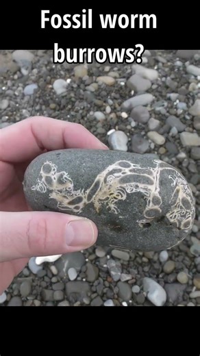 Are these fossil tube worms? The tubes look to be made from calcite #fossil #mystery