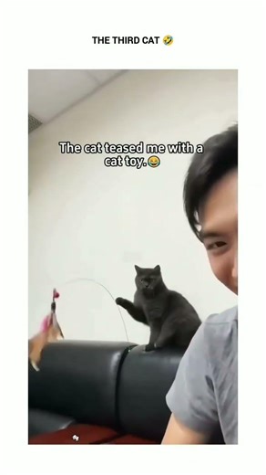 Cats vs. Laser Pointer: Hilarious Fail Compilation! 😂🤣😸😹