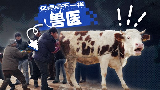 学习兽医72小时，亲手给牛助孕接生是什么体验？