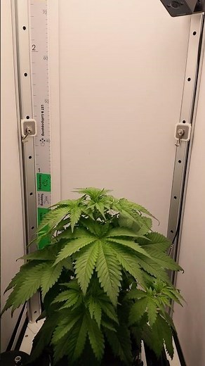 🌿 Super Lemon Haze x Pink Candy @greenhouseamsterdam VGrow @Vivosun HydroSystem by Bonsanto 🫶🏻