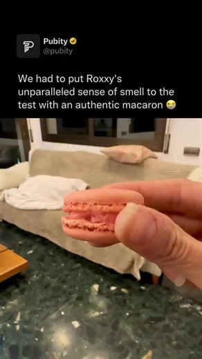 Pubity on Instagram: " Pigs have incredibly keen noses, with a sense of smell far stronger than humans thanks to a large number of scent receptors and a powerful snout built for rooting through soil. They can detect food underground, sense predators, and even pick up subtle chemical cues in their environment. This sharp smell is so strong that trained pigs have been used to find truffles and locate items with surprising accuracy. (roxxydepalma/ monicag_gch8 via ViralHog) #surprise"