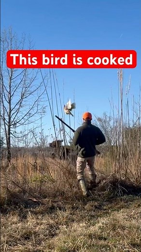 Pheasant hunting with pointing dogs #bartonoutfitters
