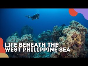 🌊 Natural Treasures of the West Philippine Sea | Full Documentary (Philippines)