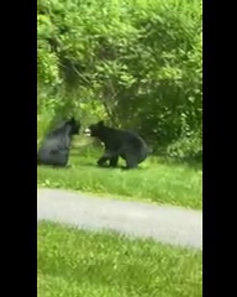 VIDEO: 2 bears seen playing with each other in North Canaan