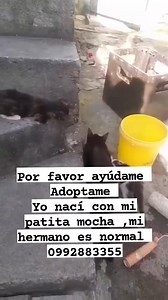 33K views · 2.7K reactions | Urgente Se necesitan HOGARES RESPONSABLES para dos gatitas y gatito de dos meses  Los van a botar  Hay que conseguir URGENTEMENTE HOGARES LA HEMBRA ES CAREY Y NACIÓ CON UNA DE LAS PATITAS DELANTERAS MOCHITA EL MACHO ES BLANCO CON NEGRO EL SI ESTÁ NORMAL COMEN CROQUETAS Y COMIDA HUMEDA Van al arenero Para más información escribe al 0987575048 0992883355 Por favor compartir, | Adopción Animal Guayaquil - AG | Facebook