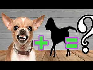 TOP 10 MOST POPULAR CHIHUAHUA MIX BREEDS | CHIHUAHUA CROSS BREEDS