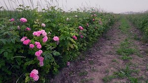 Oil Rose Cultivation Production Organic Rose Stock Footage Video (100% Royalty-free) 1075072187 | Shutterstock