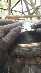 41K views · 2.3K reactions | Chimpanzees and orangutans are highly...