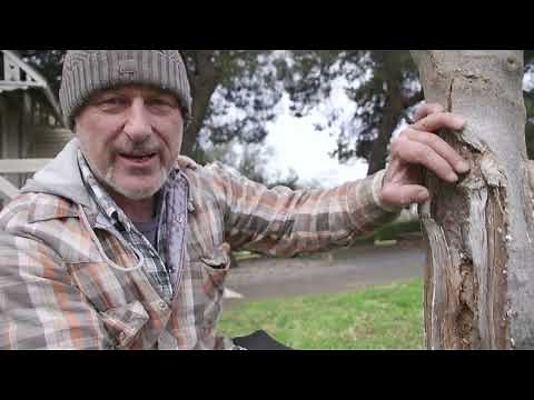 How To Use White Wash On A Damaged Trunk