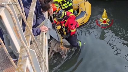 Stranded wolf pulled from beneath bridge by Italian firefighters in dramatic rescue
