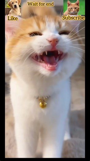 Dog vs Cat This got out of control 😳