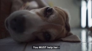 As part of the family, you always want the best for your pet. But would you know what to do if your pet was in an emergency? You never think it's going to happen to your pet, but wouldn't you rather be prepared? Register for your FREE Pet First Aid Guide now: http://bit.ly/2BAq8cH. We hope you never need to use it but that it gives you peace of mind if the worst should happen. This guide has already given Valerie the confidence to act quickly when Bosco, a 13 year old Whippet, was choking on a c