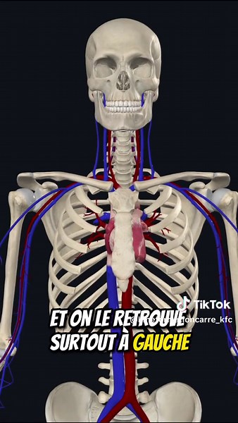 Voici comment fonctionne ton cœur 🫀 et comment il te maintient en vie #coeur #anatomie #anatomiecardiaque #medecine #santé #apprendresurtiktok