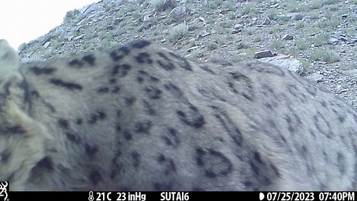 Happy International Snow Leopard Day!!!! Today marks the anniversary of the signing of the Bishkek Declaration by the 12 snow leopard range countries in October of 2013 at the first Global Forum on the Conservation of the Snow Leopard, held in Bishkek, Kyrgyz Republic. "By the adoption of this, the Bishkek Declaration, the Snow Leopard Range Countries pledge to ensure that snow leopards and the people who live among them thrive in healthy ecosystems that contribute to the prosperity and well-bei