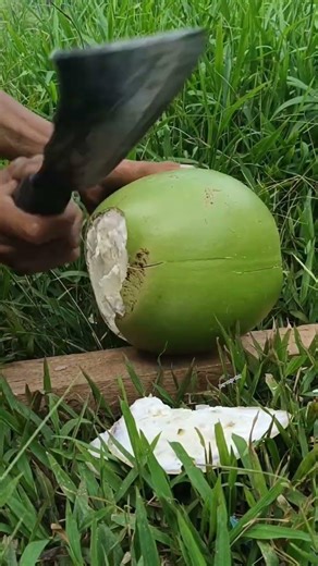 Beautiful splitting (CALABASH) fresh miracle fruit
