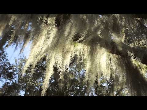 Audubon Park: A Beautiful Uptown Spot