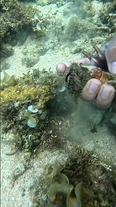 Getting spider shell 🐚 and codium edule #seaadventure #spidershell