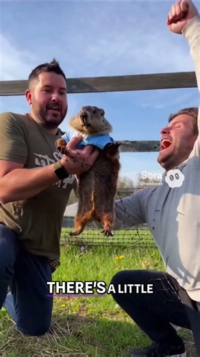 Hero Rescue: Groundhog Named Phil Saved From Net! #shorts