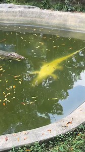 Nó sắp đuối nước kìa, không cứu đi còn đứng quay 🐧 | Trần Minh Nghĩa