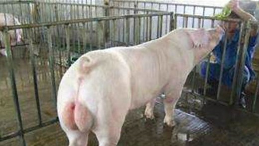 实拍 农村男子如何给母猪配种全过程