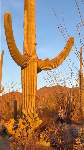These are the largest cacti in the world 🌵🤯 #arizona #saguaronationalpark #plants