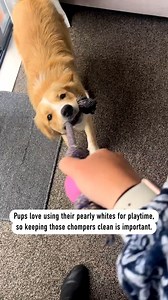 24K views · 42 reactions | Dogs use their teeth for many reasons, so keeping them in good nick is fundamental! How do you look after your dog's teeth? #dogs #doggydental #dogsofinstagram #dogsofinsta | Royal Canin | Facebook