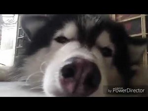 Baby Shark by Simba, a husky dog.