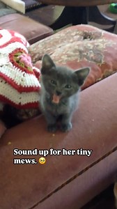 Baby Jelly Bean 🥹 Tiny but mighty. #feline #kitten #cat #kittenlovers #tinykitten #meow #kittenmeow #manx #catsofinstagram #flashback #throwback #throwbacksaturday #cute #cutekitten #ilovecats #cats_of_world #purr #meowed | The Cat Crew