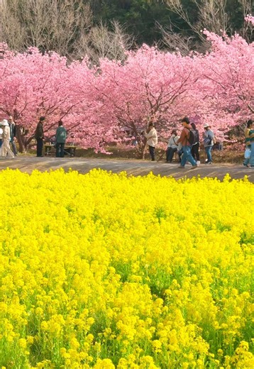日本春季樱花美景：回忆中的温柔