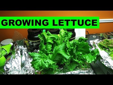 Growing lettuce indoors is actually very easy