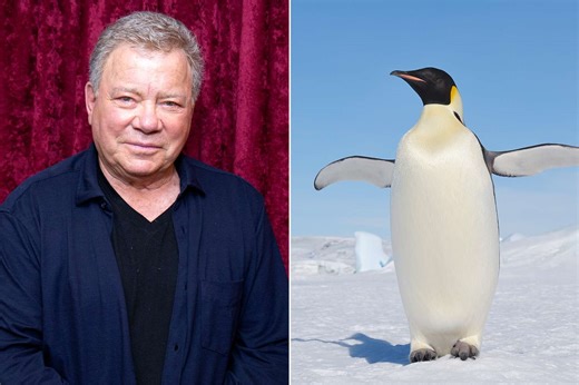William Shatner once spoke to 'diplomat pooper' penguin in Antarctica