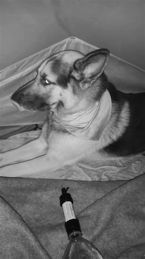#funny #winter #frozen #camping #nomads #survival #shorts #tent #costofliving