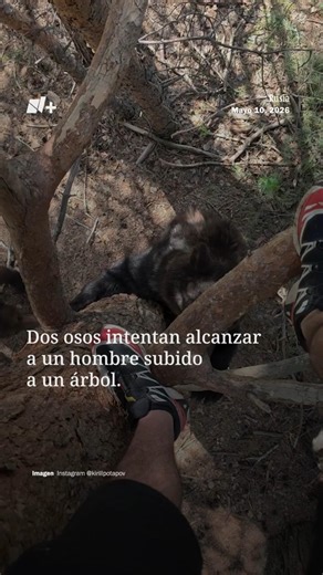 Dos osos intentan alcanzar a un hombre subido a un árbol en Rusia