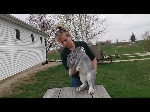 4-H Project Highlights Rabbits