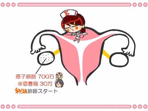 Anatomy and Physiology Episode 26 "Reproductive Organs (Female Edition)"