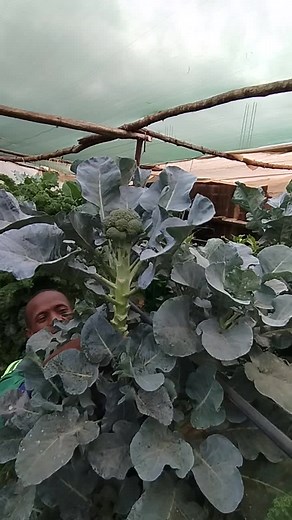 Broccoli 🥦 #hydroponics #fypシ゚viral #agribusiness #ecotowers #innovation