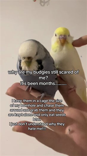 Budgie Owner's Satirical Take on Bird 'Hate'