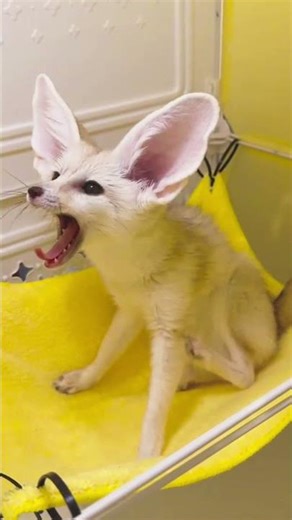 Sleepy Fennec Fox’s Biggest Yawn Ever 🦊😴 #funny #funnyanimals #animalshorts