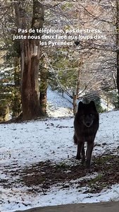 Vue sur les Loups depuis votre lit 😍 | Parc Animalier des Pyrénées