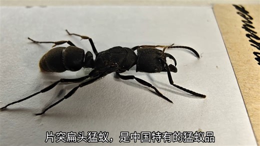 片突扁头猛蚁（Myrmecia gulava）标本展示及科普
