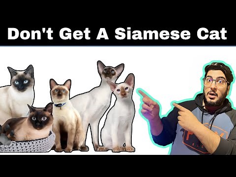 Siamese Cat - Learn EVERYTHING About Them!