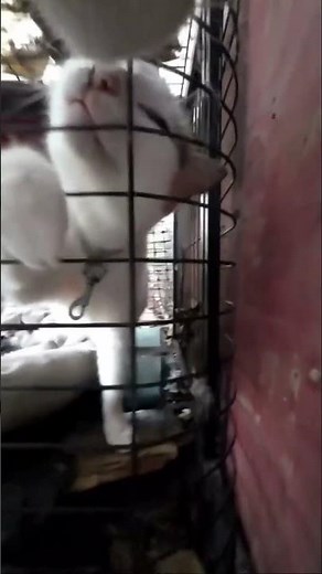 Cat POV: Two Cats Finally Met Face to Face