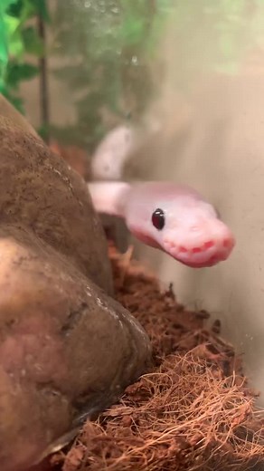 Name reveal for my black eyed leucistic! #fyp #foryou #vibes #viral #ballpython