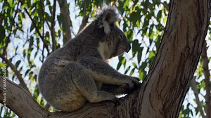 Video captures a koala perched on a tree branch, shot from a side angle. Sunlight filters through eucalyptus leaves, creating a serene, natural scene.