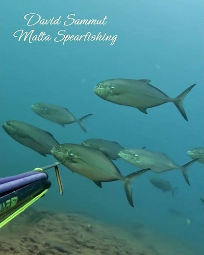 Blue Runner #fishing #fish #diving #viralvideo #pesca #spearfishing #underwater #scubadiving #sea