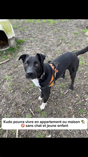 Kudo attend depuis trop longtemps de trouver sa famille pour la vie ! 🍀 C’est un jeune chien dynamique, joueur et affectueux. Venez vite le rencontrer, il vous attend !🧡 | La SPA - Refuge de Plaisir