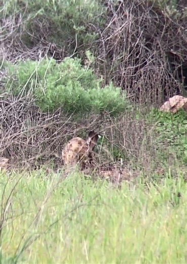 Animal Life - Jack Rabbit Stands Tall to Sniff!